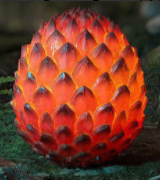 Bolla Dragon Egg